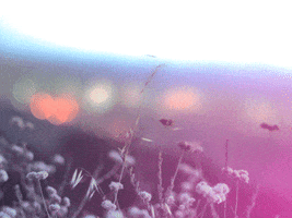 Flowers Landscape GIF