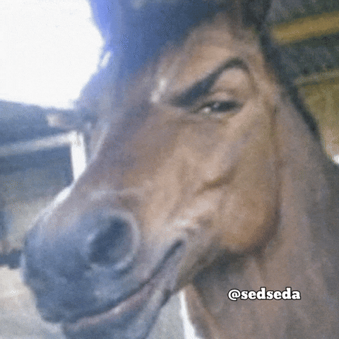 The Rock Horse GIF