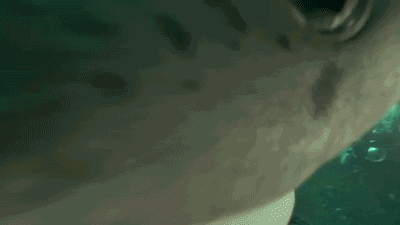 shark