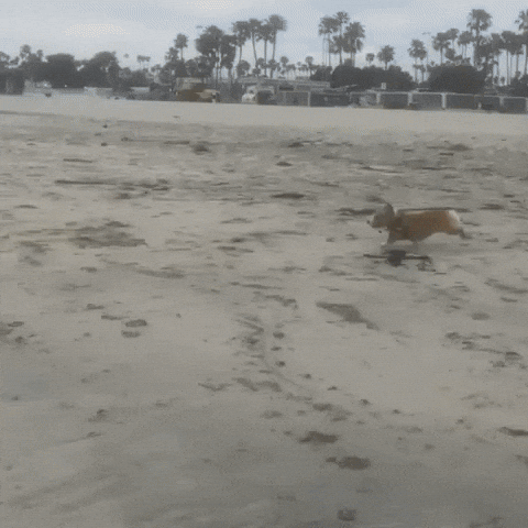 Long Beach Corgi GIF