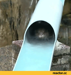 otters GIF