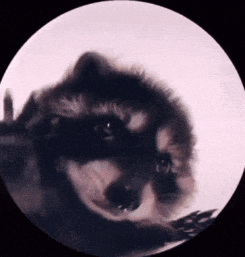 Giphy - Party Raccoon GIF