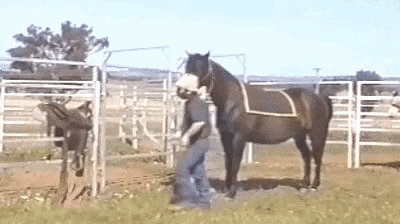 Funny Horse GIFs - Get the best GIF on GIPHY