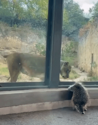 Lion Zoo GIF by Storyful
