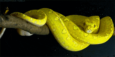 yellow snake GIF