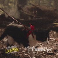 Canal Plus Cats GIF by STUDIOCANAL