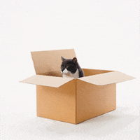 Angry Cat GIF by Petsure UK