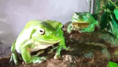 Featured image of post Cute Frog Gif / View, download, rate, and comment on 14 frog gifs.