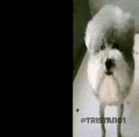 Dog GIF