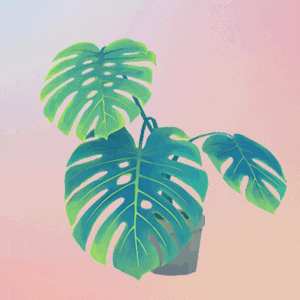 Monstera Deliciosa GIFs - Get the best GIF on GIPHY