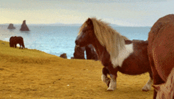 Poni GIFs - Get the best GIF on GIPHY