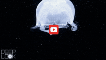 GIF by KQEDScience
