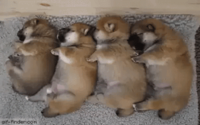 子犬 今日のgif 子犬 今日のgif
