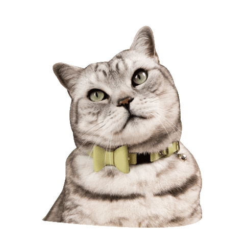 British Shorthair Cat Sticker by Cheshire & Wain