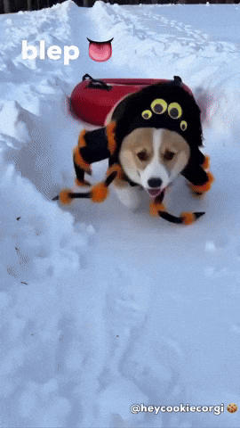Happy Dog GIF