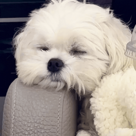송가인 GIF