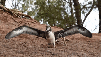 Flapping Take Off GIF by U.S. Fish and Wildlife Service