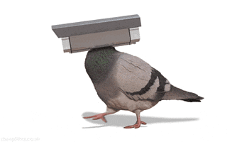 pigeon cctv GIF by sheepfilms