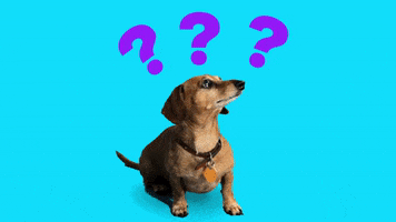 Confused Wiener Dog GIF by Originals