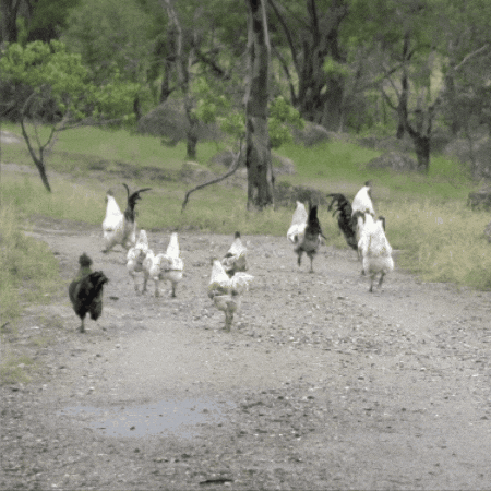 Chicken Running GIF
