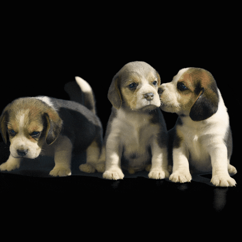 JumpConsulting cute puppies jump consulting pet business GIF