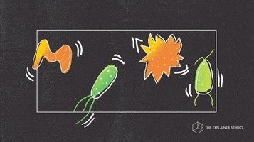 Bacteria Gut GIF by The Explainer Studio