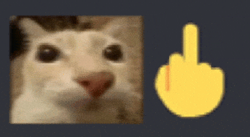 Cat Meme GIF