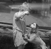 nyhistory vintage dogs new york american history GIF