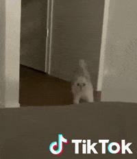 Chaton Gifs Get The Best Gif On Giphy