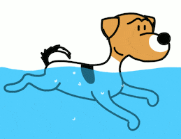 Swimming Pool Dog GIF