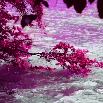 Nature GIF
