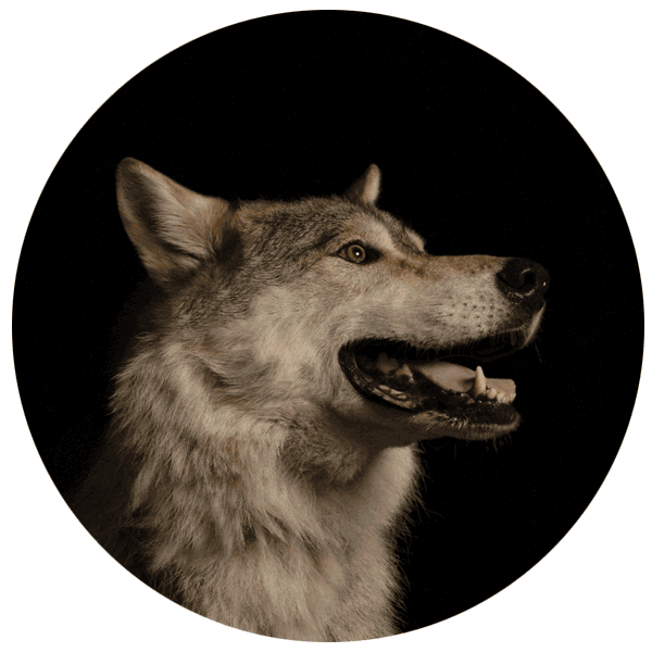 Wink Wolf Sticker by Festival du nouveau cinéma MTL