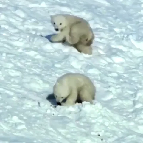 Polar Bears Snow GIF by moodman