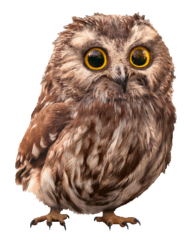 Christmas Owl Sticker by Migros