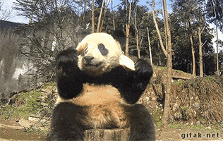 Wildlife gif. A fat panda sits on a tree stump holding two bamboo shoots in his paws. He munches delightfully until he loses balance and tumbles off the stump. 