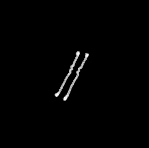 Clip GIF