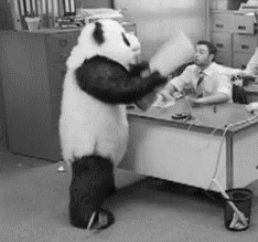 Valla saçmalıkta sınır tanınmıyor resmen sonra panda ayı olduğunu hatırladı