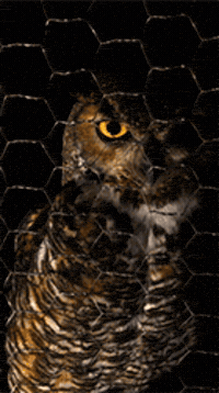 Night GIF