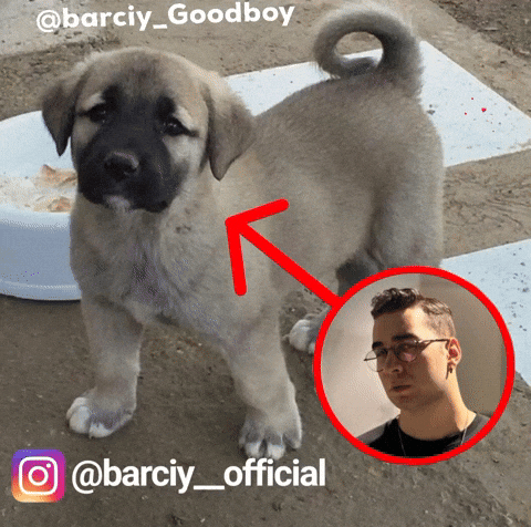 Instagram Eray GIF