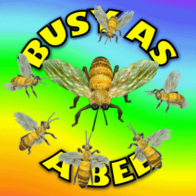Im Busy Honey Bee GIF