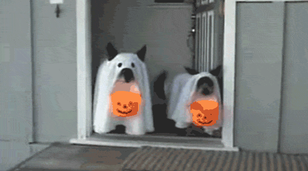 Animal Halloween GIF - Find & Share on GIPHY