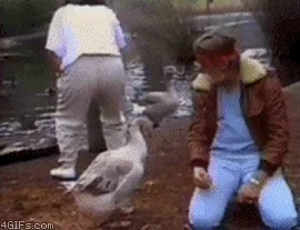 duck fail GIF