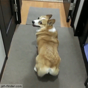 corgi GIF