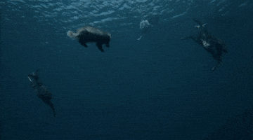 the returned GIF