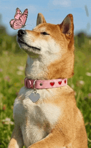 Shiba Inu Gm GIF by DogeGF
