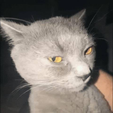 Cat React GIF