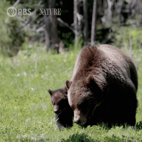 Baby Animal Mom GIF by Nature on PBS