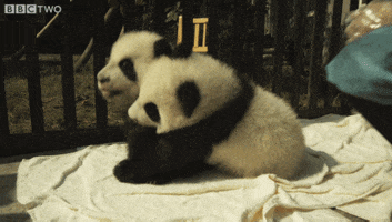 Panda Hug GIFs - Get the best GIF on GIPHY