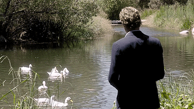 ducks