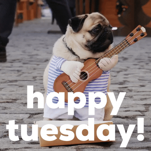 Video gif. Pug wears a costume that makes it look like it has short human legs and arms that are holding a small guitar. The dog looks at us, tilting its ear a bit in confusion. At his feet is a box like he’s a street performer. Text, “Happy Tuesday.”